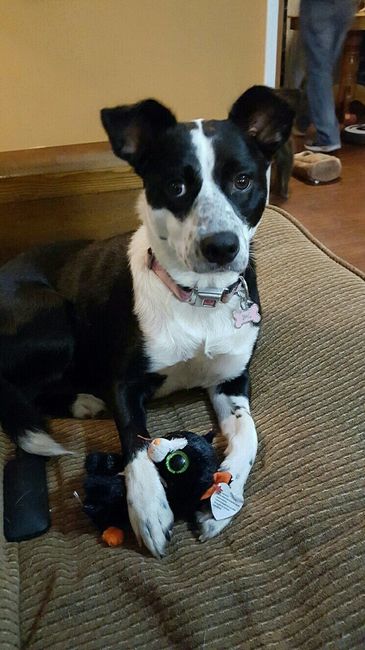 NWR: furbabies