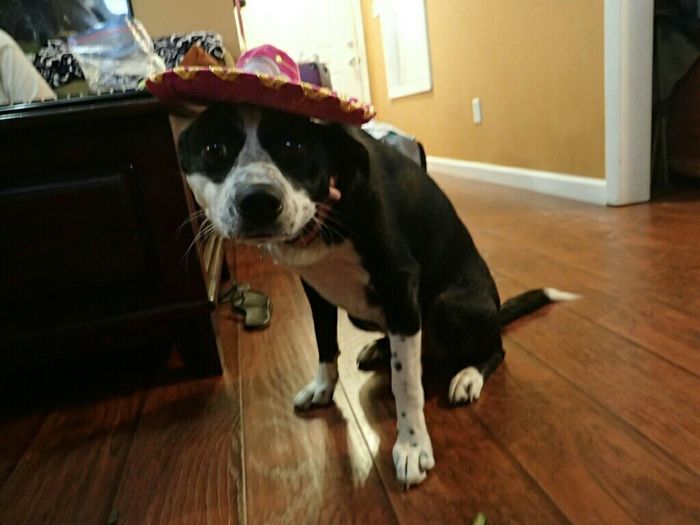 NWR: Puppy Friday!!