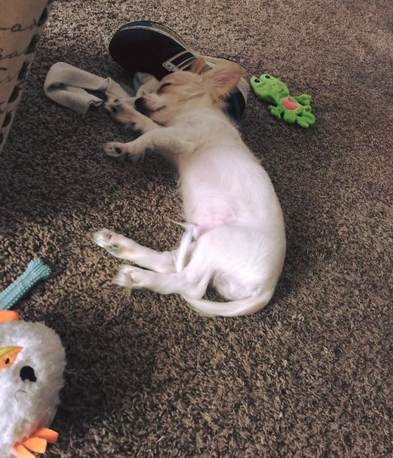 NWR: Puppies and fur babies!