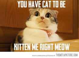 NWR:  cat meme time!
