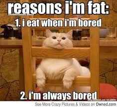 NWR:  cat meme time!