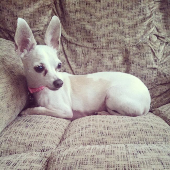 We havent had a pet post in a minute.
