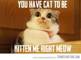 NWR:  cat meme time!