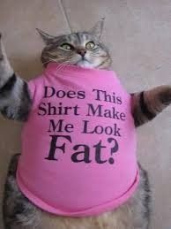 NWR:  cat meme time!