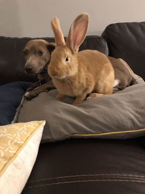 Show me your fur babies!