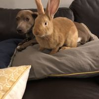 Show me your fur babies!