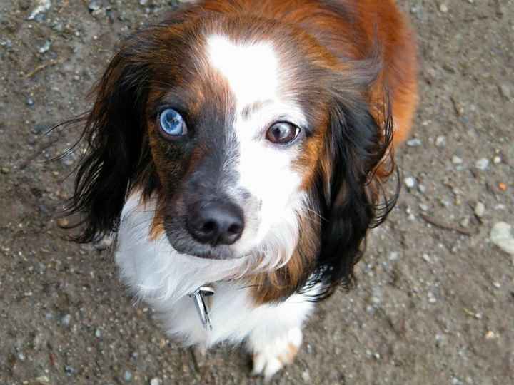 Lets see those puppies that we share with our FHs!