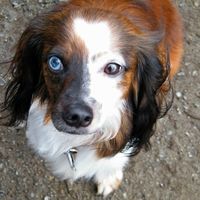 Lets see those puppies that we share with our FHs!