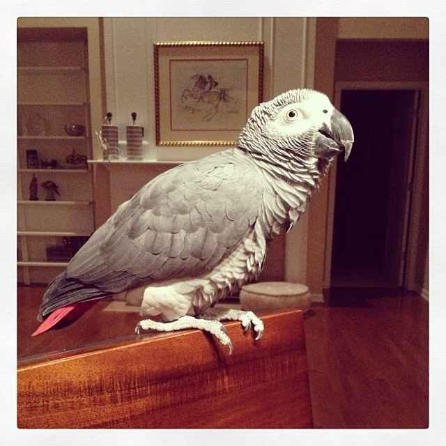 Today is a little slow, so... PETS! :)