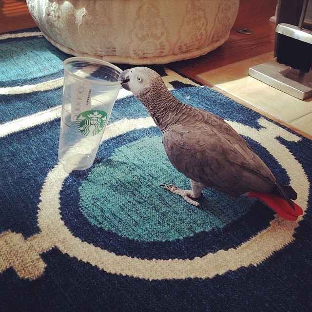 Today is a little slow, so... PETS! :)