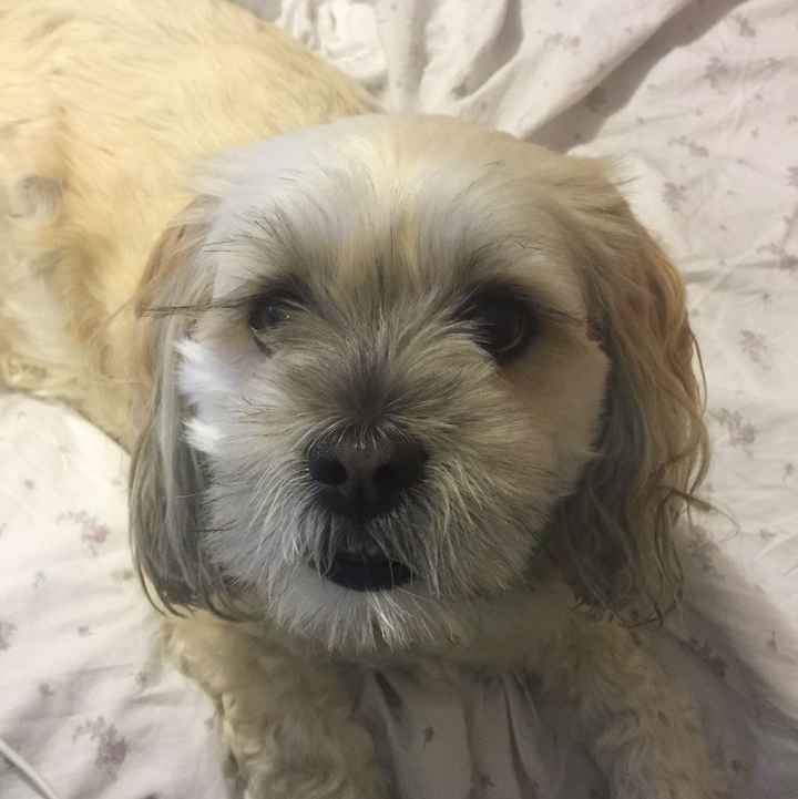 Let me see those fur babies!