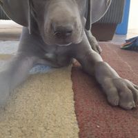 NWR: Show me your fur babies