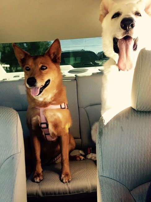 NWR: Lets talk pets.