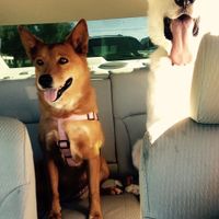 NWR: Lets talk pets.