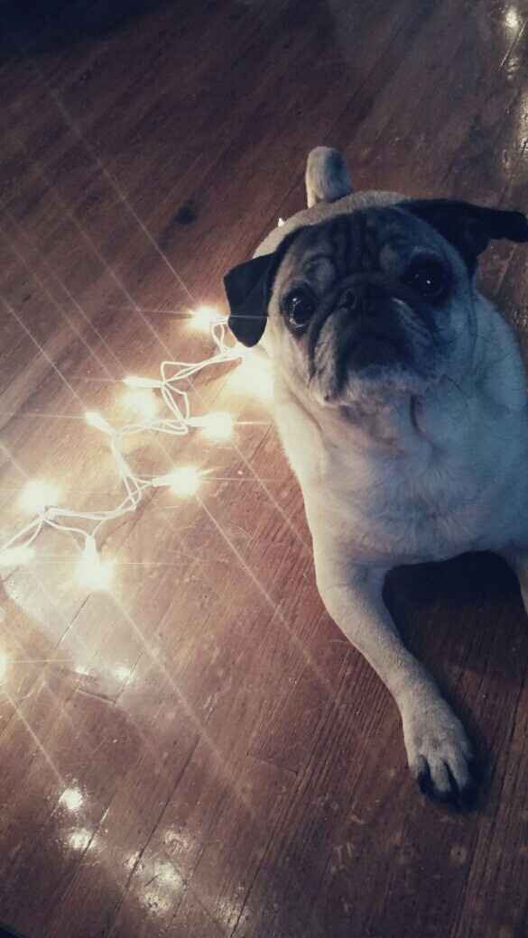 NWR who has the Christmas trees up?!