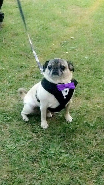Furbabies in the wedding? Y/N?