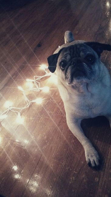 NWR who has the Christmas trees up?!