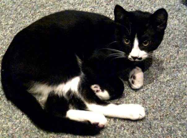 NWR: Our new kitties!