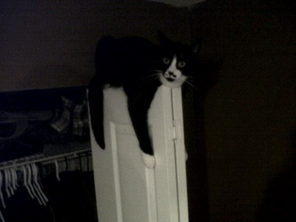 Fursday - Cats!