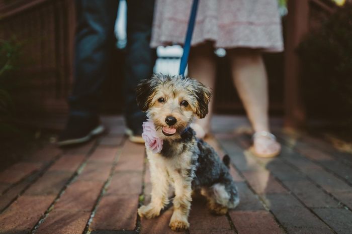 Dogs in ceremony?! 1