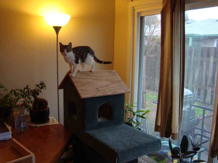 NWR DIY. Cat tree.