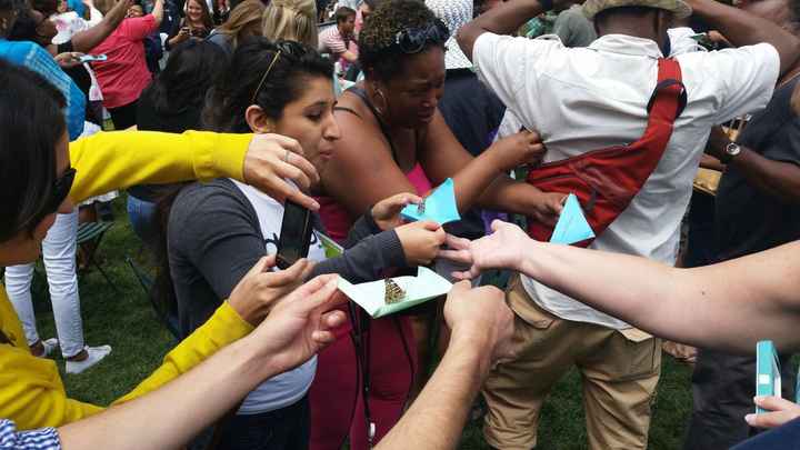 Company individually packages butterflies for mass release. PICS