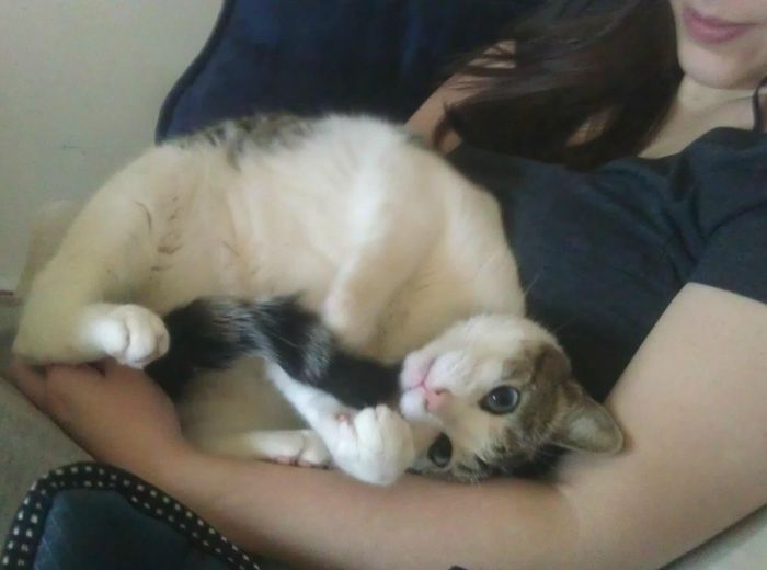 Show me your fur baby! (it has been awhile and I love seeing the pets!)