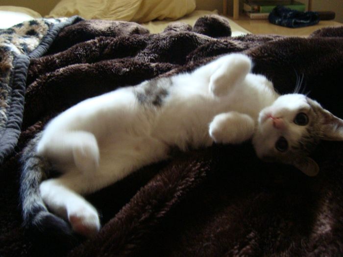 Show me your fur baby! (it has been awhile and I love seeing the pets!)