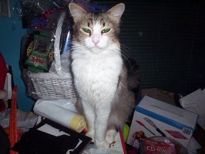 Let's see your pets!