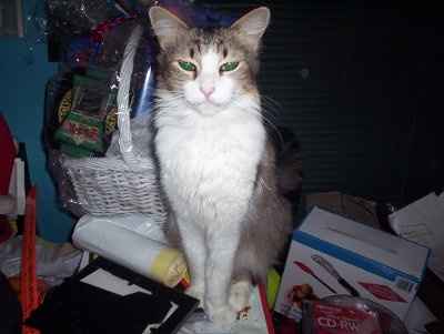 Let's see your pets!