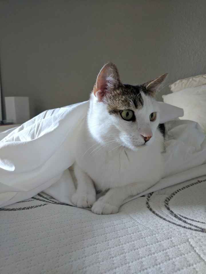 Pets "helping" you make things