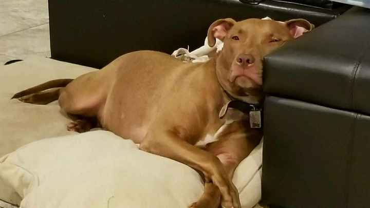 NWR: Adding New Member To Family (Furbaby)!!