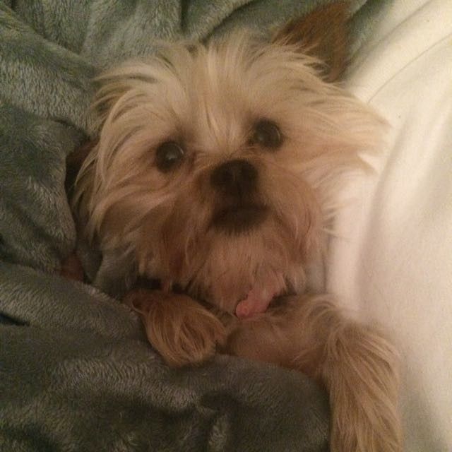 NWR- pets! We love them show me yours :)