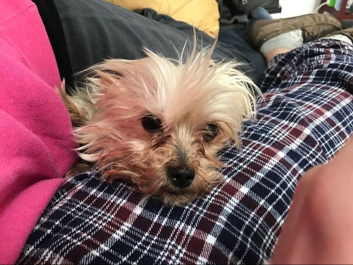 Positive thoughts and pictures of fluffy pets please