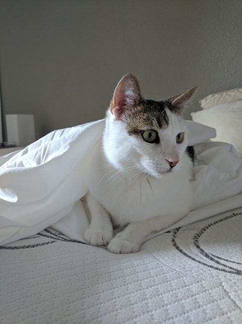 Pets "helping" you make things