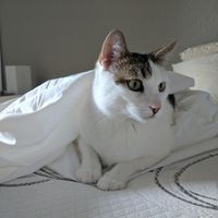 Pets "helping" you make things