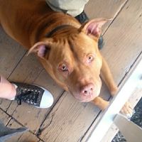 NWR: My pup thinks she's people. She's right. Show me your "people pups!"