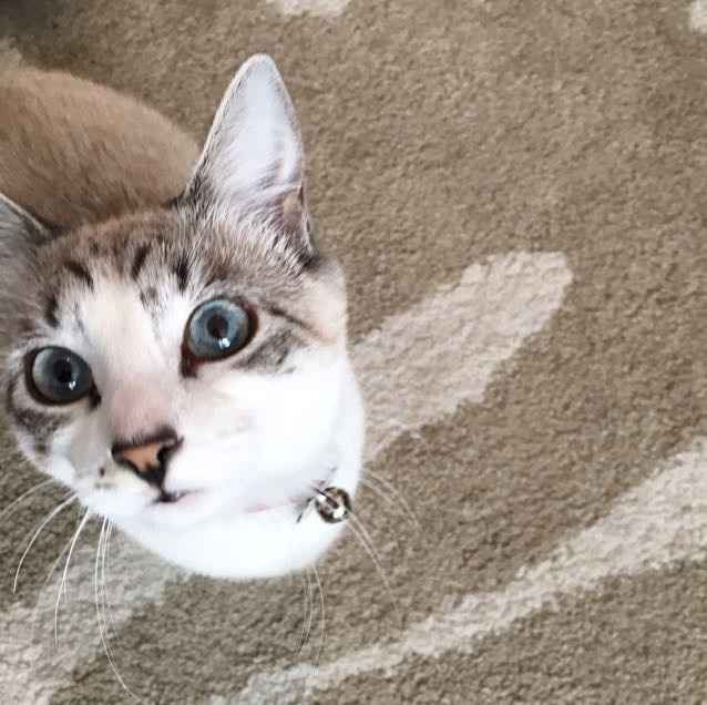 Sick and need cheering up--show me your Fur babies!