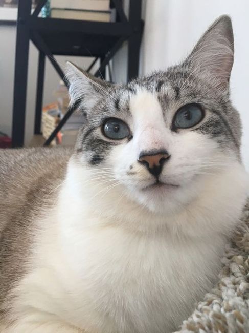 NWR - Pet pictures