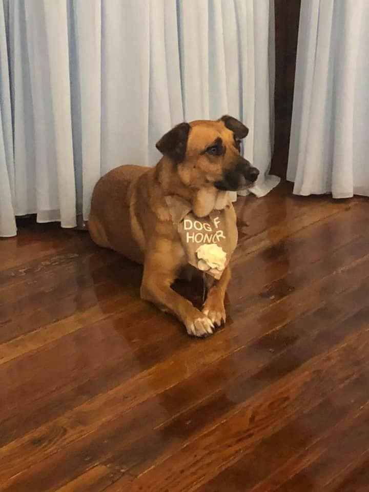 Our sweet baby, Lucky, the best behaved dog of honor! She walked down the aisle off leash to my husb