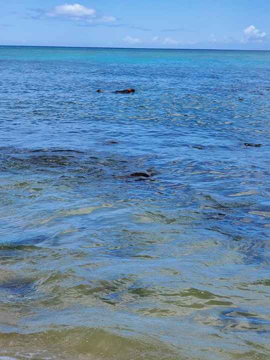 Floating turtles in Maui!