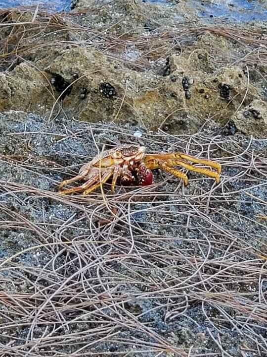 A crab friend at Turtle Bay!