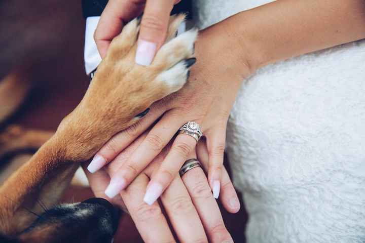 Our rings & our puppy on our wedding day!