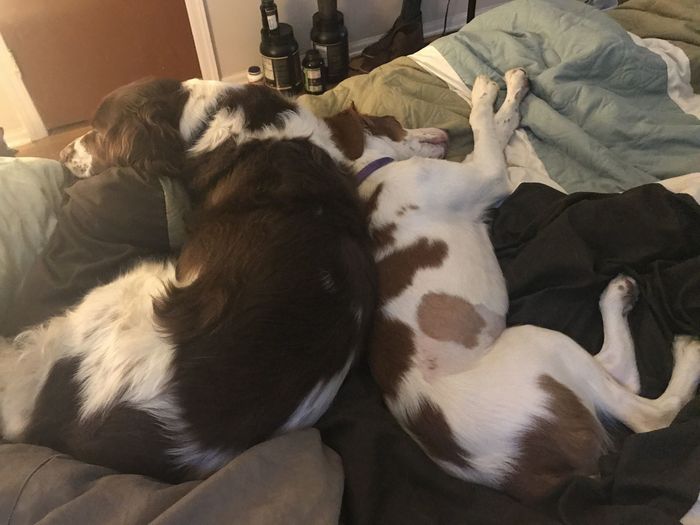Furbaby pick me up