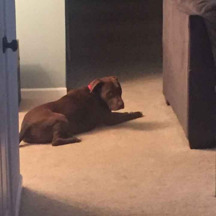 Furbaby pick me up