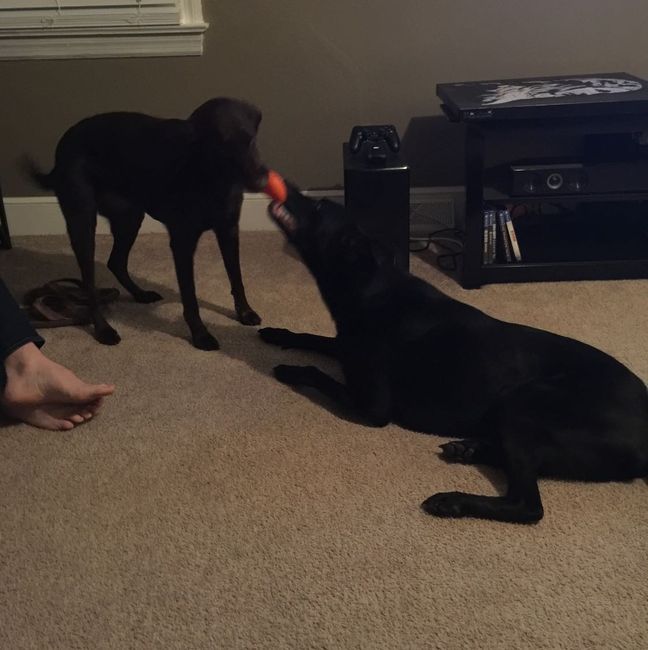 NWR: Puppy Friday!!