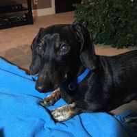 Random Question of the Day: Do you like Puppies or Kittens more?