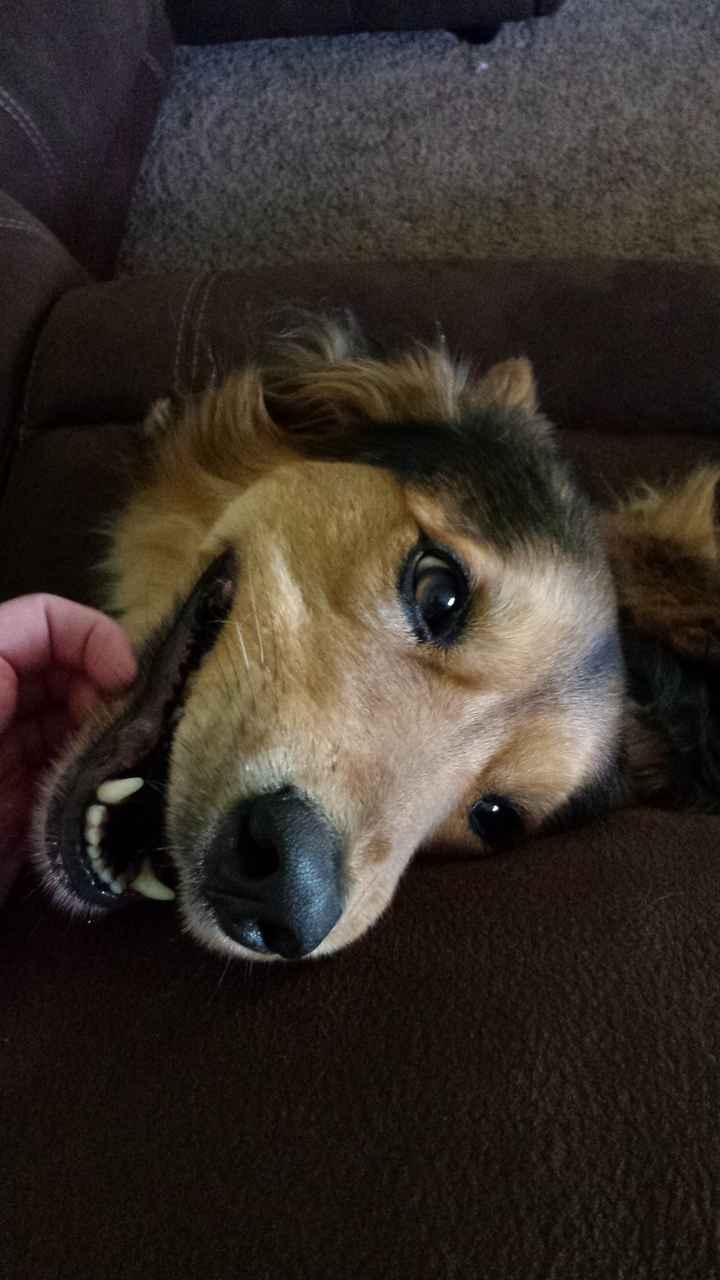 Why do I love my dog so much?