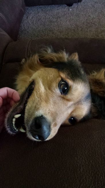 Why do I love my dog so much?