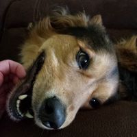 Why do I love my dog so much?